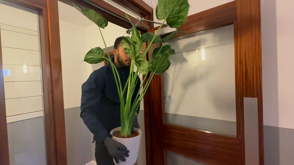 Mover transporting plants during a Glasgow house removal